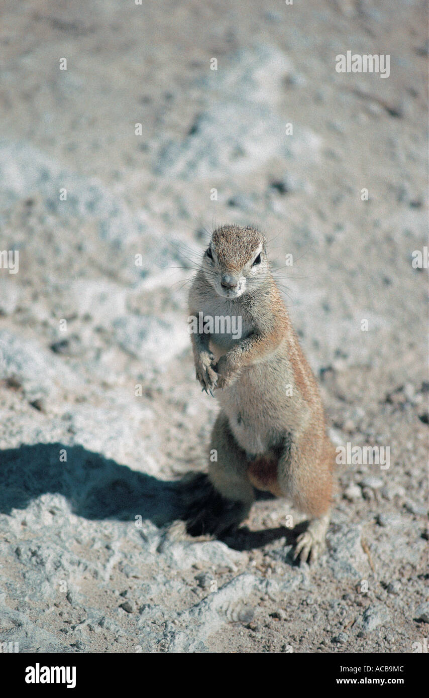 Massa del capo lo scoiattolo in piedi sulle zampe posteriori Etosha National Park Namibia Africa del sud-ovest Foto Stock