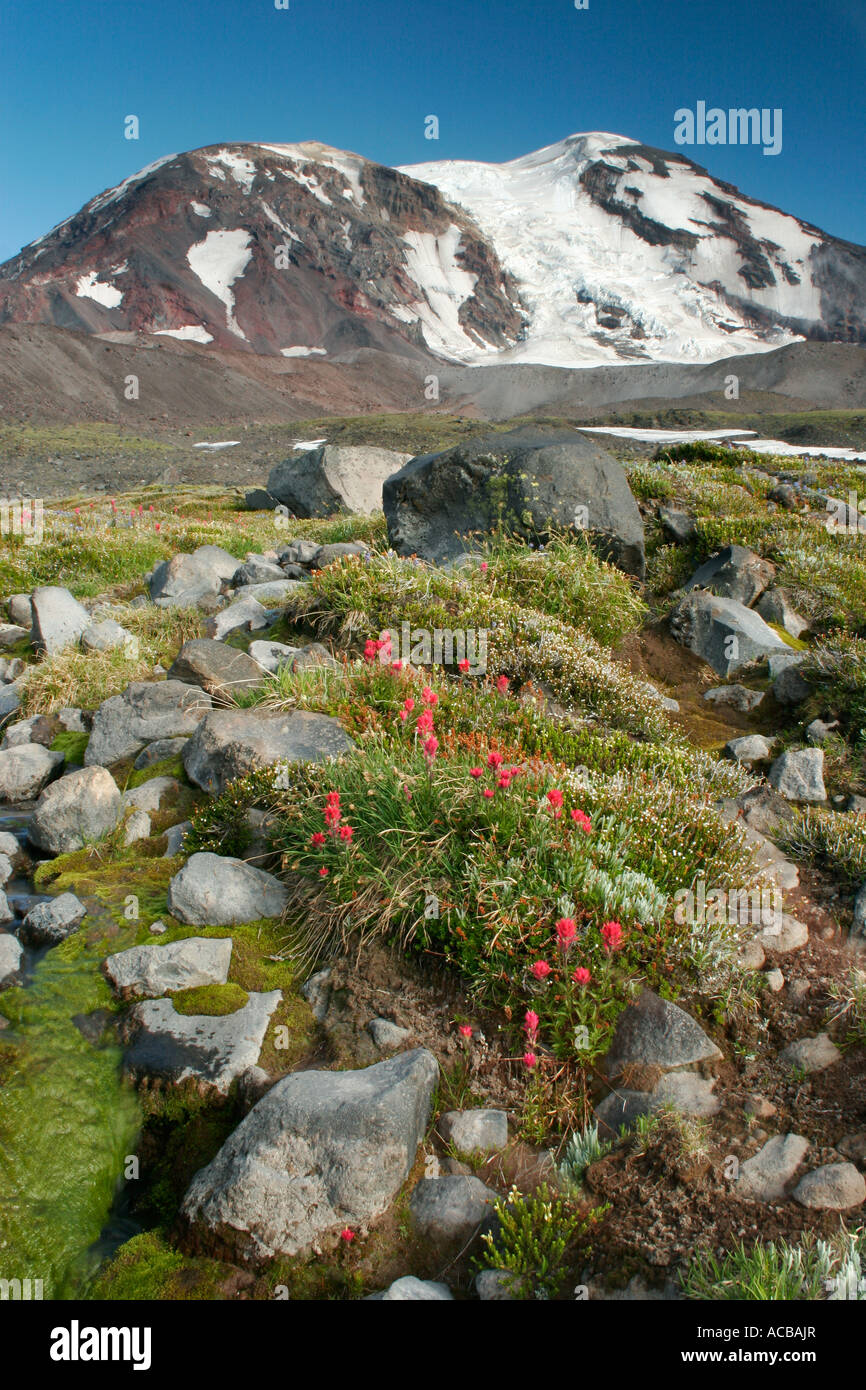 Il Monte Adams al di sopra di fiori selvatici in Adams Prati Monte Adams Wilderness Washington Foto Stock