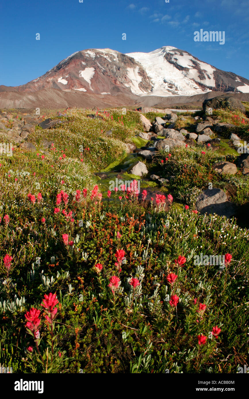 Il Monte Adams sopra il pennello in Adams Prati Monte Adams Wilderness Washington Foto Stock