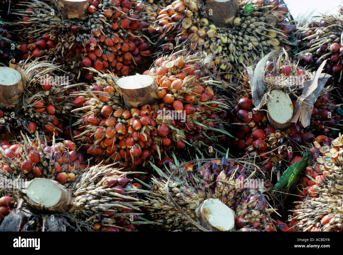 Olio di palma frutti isola del Borneo stato di Sabah malaysia Foto Stock