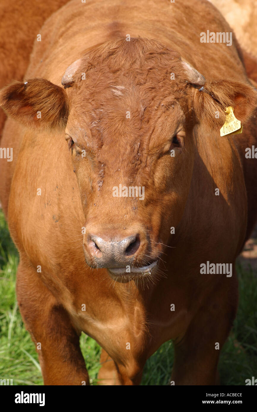 Bruna giovane bull in condizioni superbe Foto Stock