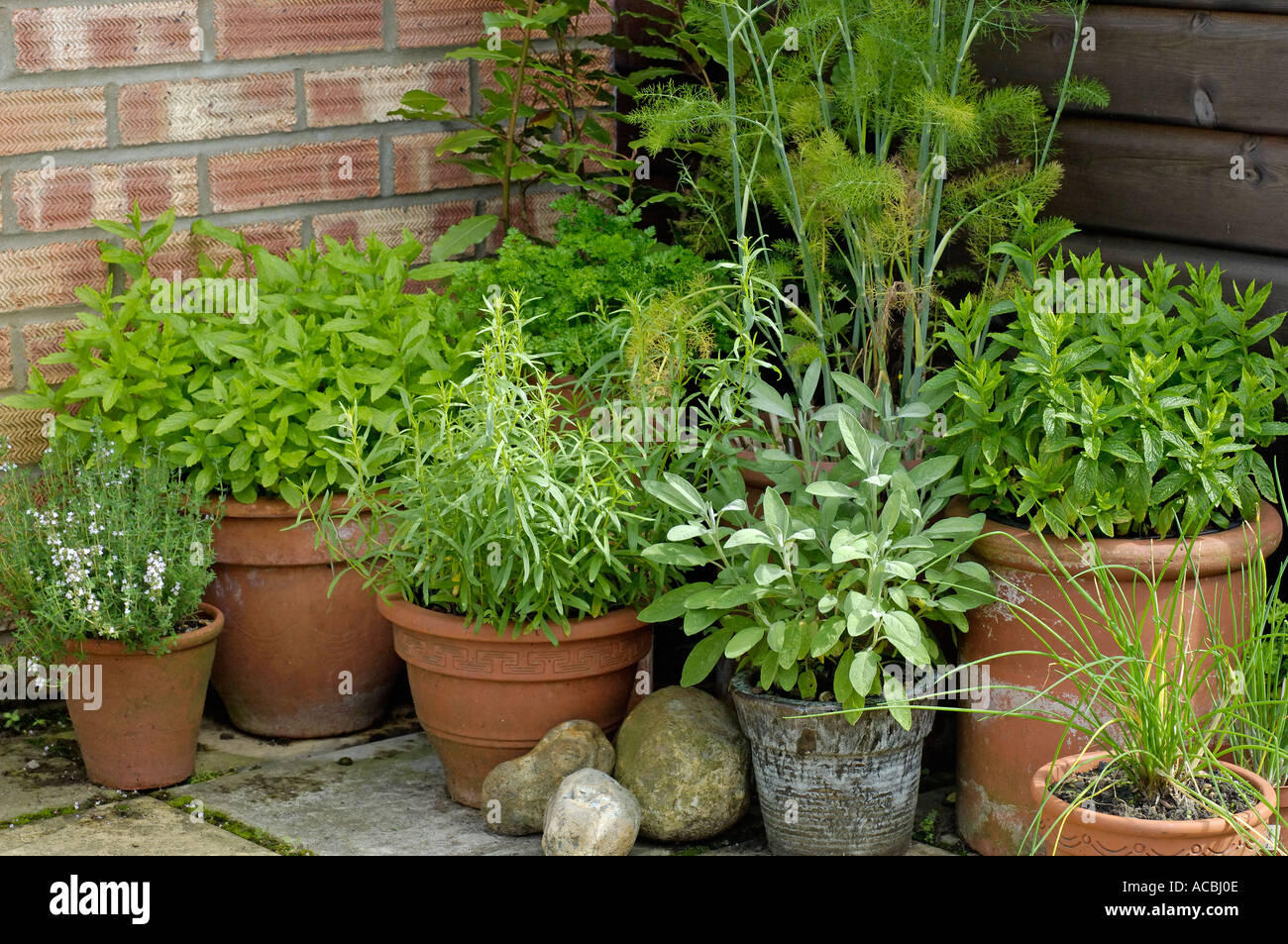 Erbe aromatiche in vaso in un angolo del giardino UK Luglio Foto Stock