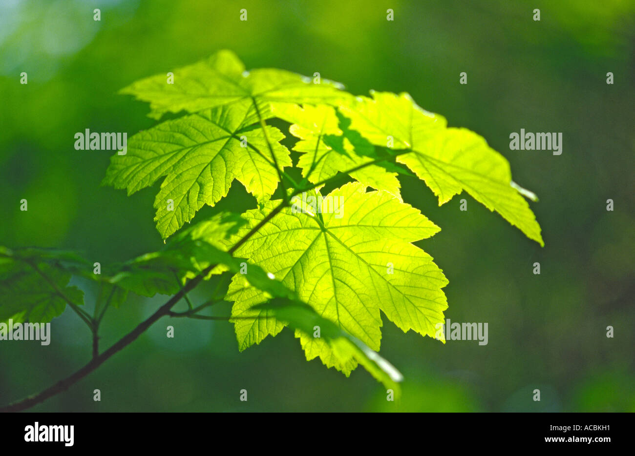 Appena emerse foglie di acero in primavera Acer pseudoplatanus Foto Stock