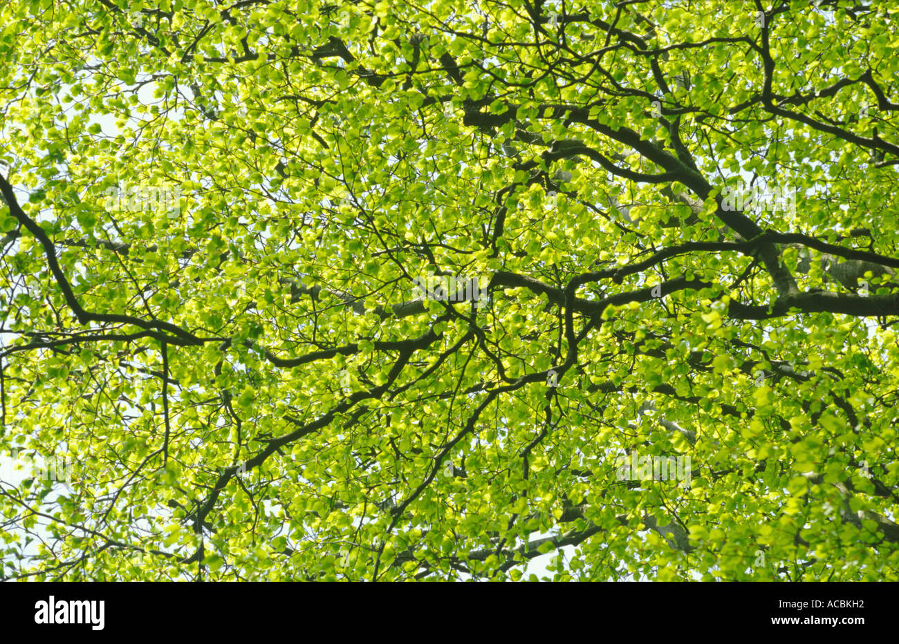 Il faggio foglie e rami in primavera " Fagus sylvatica' UK Norfolk Foto Stock