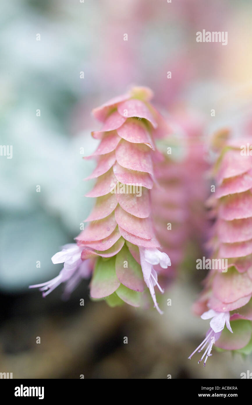 Ciondoli rosa forma ad imbuto fiori di Origanum dictamnus Dittany cretese Hop maggiorana crescendo in una serra Settembre 2005 Foto Stock