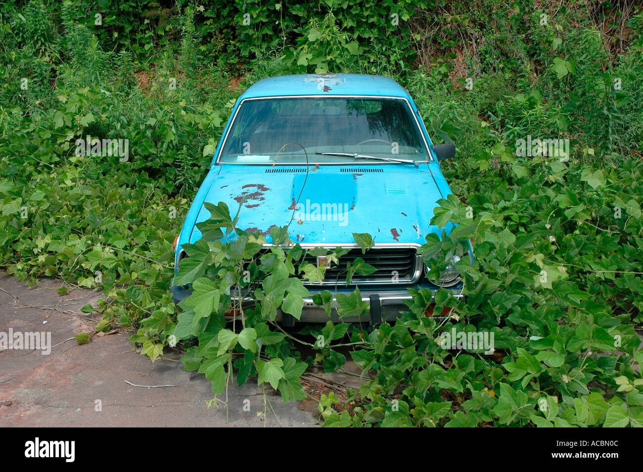 Il veloce movimento di erbaccia, Kudzu, in procinto di assumere un auto in Stati Uniti d'America meridionale farà in quindici giorni in calore con pioggia in America USA Foto Stock