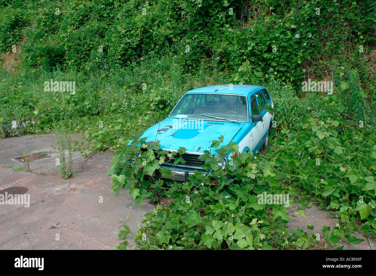 Il veloce movimento di erbaccia, Kudzu, in procinto di assumere un auto in Stati Uniti d'America meridionale farà in quindici giorni in calore con pioggia in America USA Foto Stock