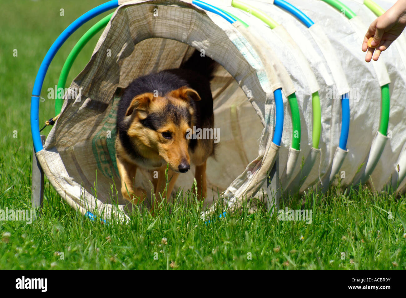 Agilità la concorrenza - cane strisciando fuori del tunnel di materie tessili Foto Stock