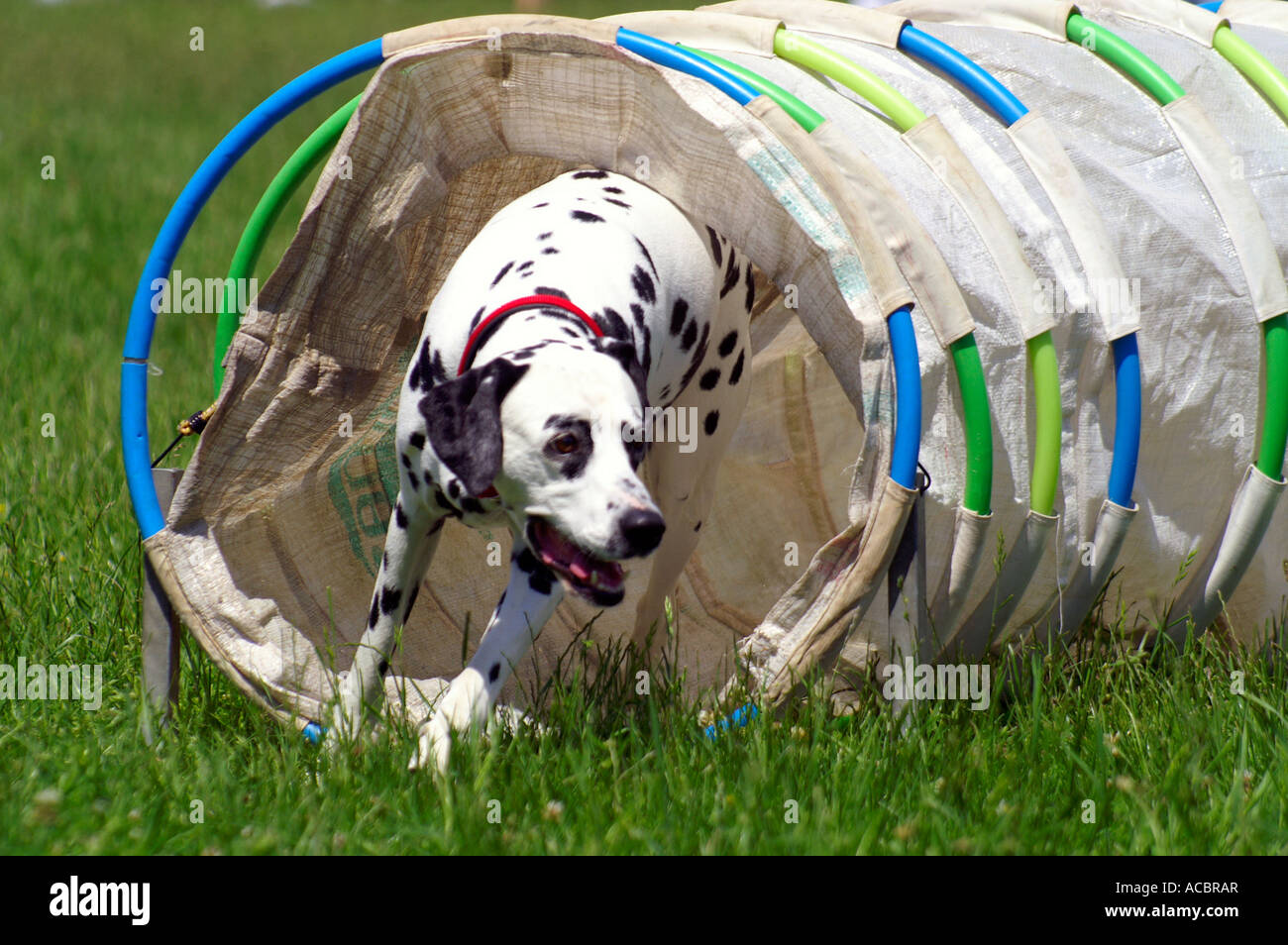 Agilità concorrenza - cane dalmata strisciando fuori del tunnel di materie tessili Foto Stock