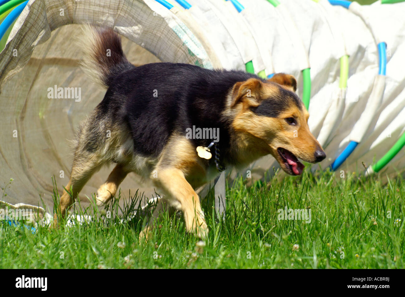 Agilità concorrenza - cane che corre al di fuori del tunnel di materie tessili Foto Stock