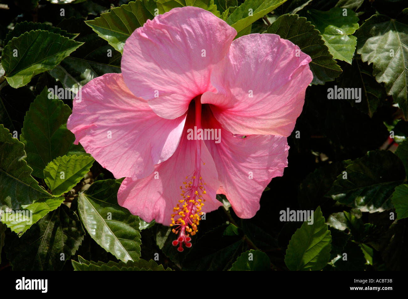 Fiore rosa malaga Foto Stock