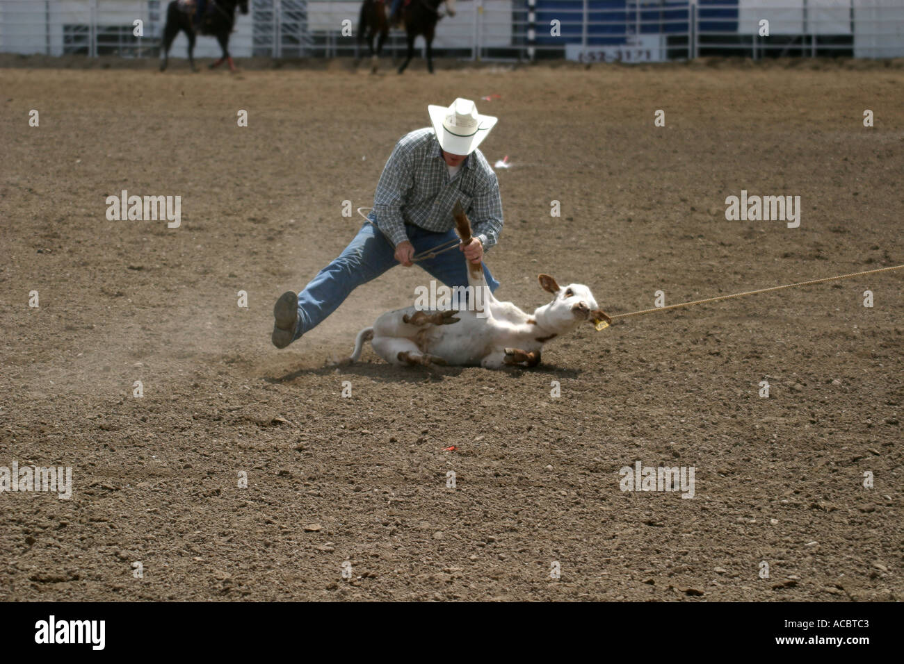 Rodeo Calf roping Foto Stock