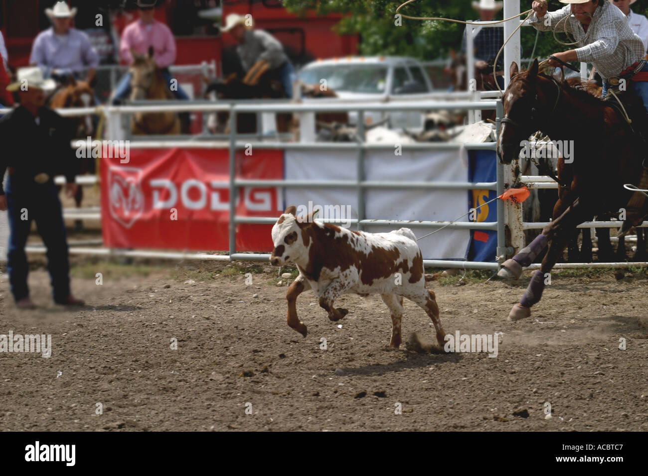Rodeo Calf roping; il tirante verso il basso Foto Stock
