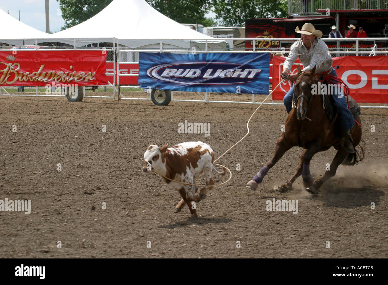 Rodeo Calf roping; legare giù evento Foto Stock