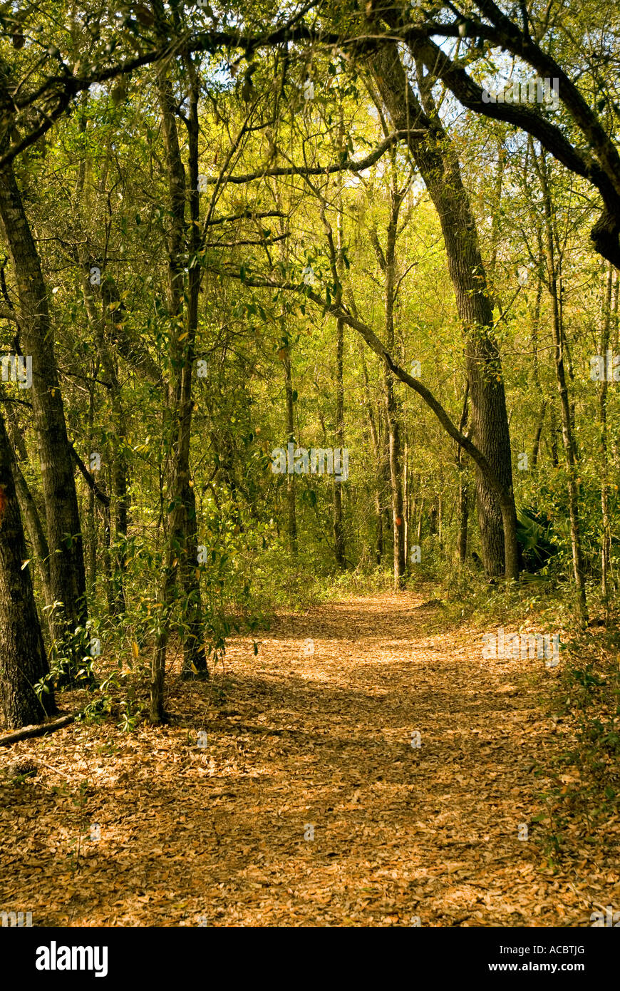 Escursionismo Florida Trail Escursione Etoniah Creek la Foresta di Stato di Florida Foto Stock