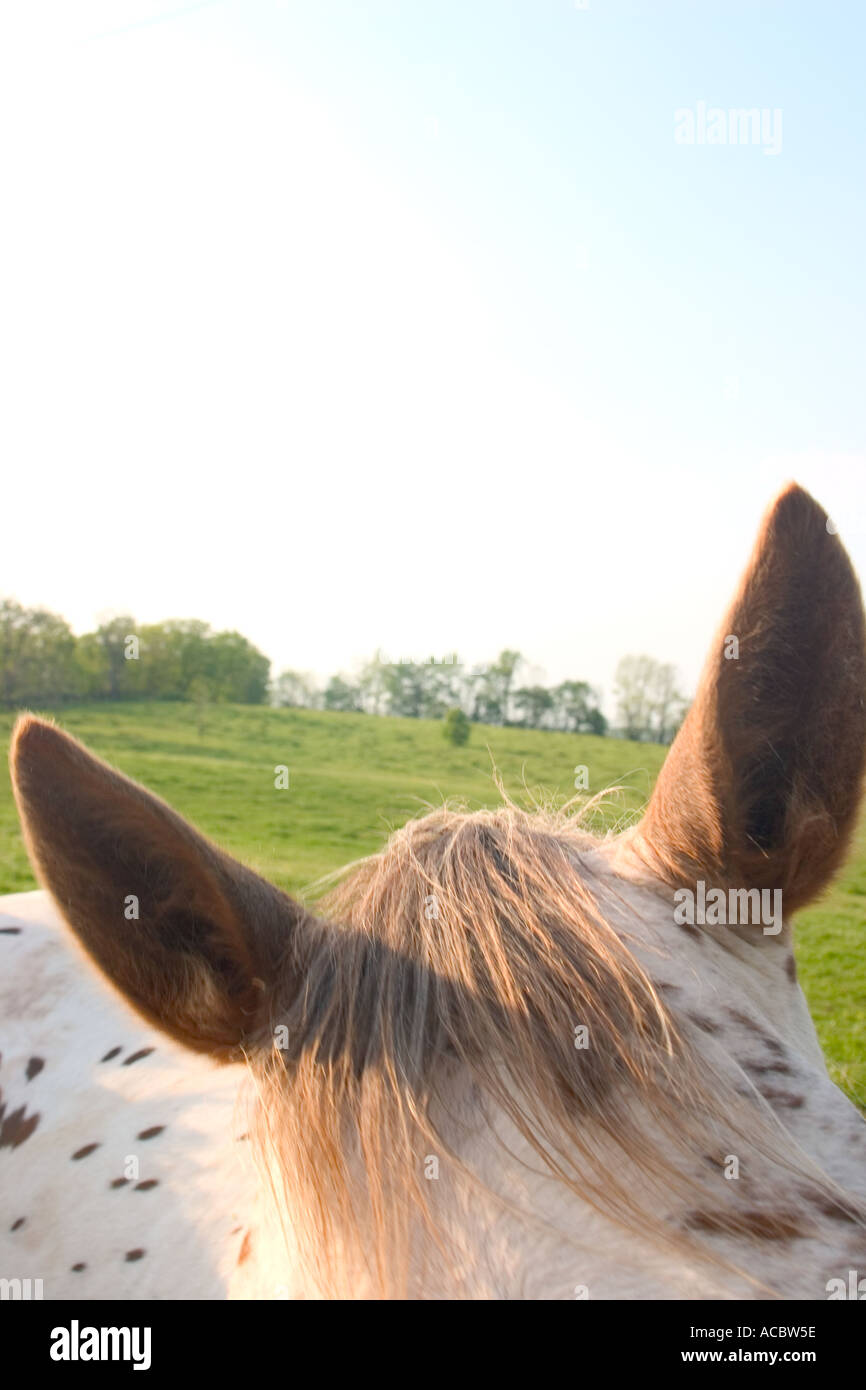 Minions -cappello Con Orecchie Mobili Regalo Natale Bambini - Foto 5