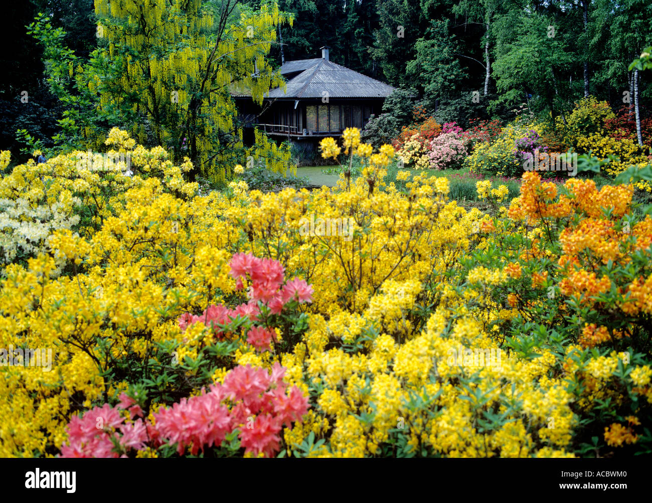 Azalee e rododendri parco floreale del seleger moor del cantone di Zurigo Svizzera Foto Stock