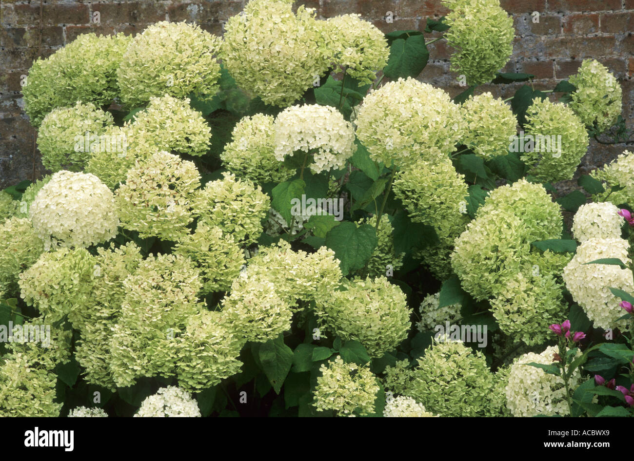 Hydrangea arborescens " Annabelle' ortensie Foto Stock