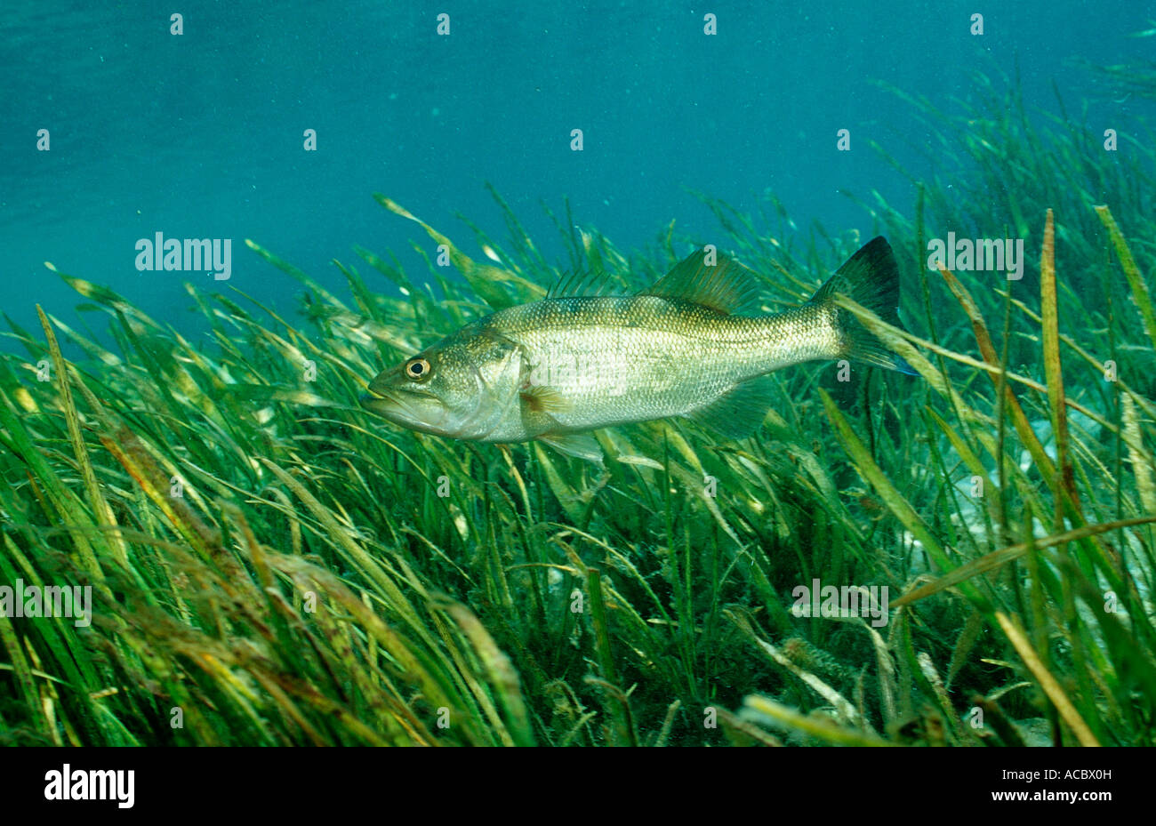 Largemouth bass micropterus salmoides USA Florida FL Foto Stock