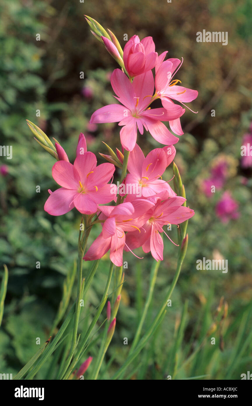 Schizostylis coccinea 'Sunrise', Kaffir Lily, fiori di colore rosa lillies Foto Stock