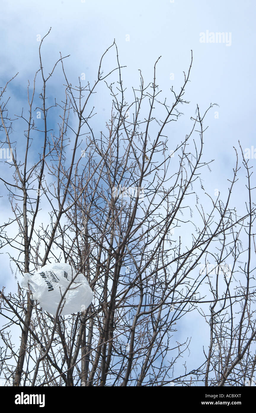 Sacchetto di plastica in rami di alberi, ritratto Foto Stock