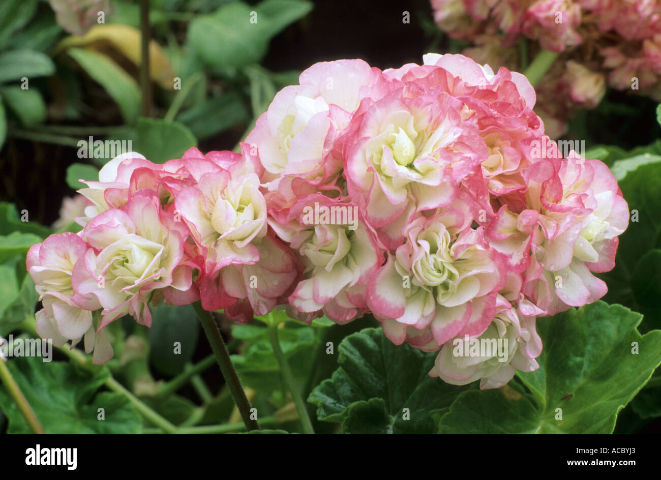Pelargonium 'Apple Blossom Rosebud', nana zonale geranio, rosa e bianco Foto Stock