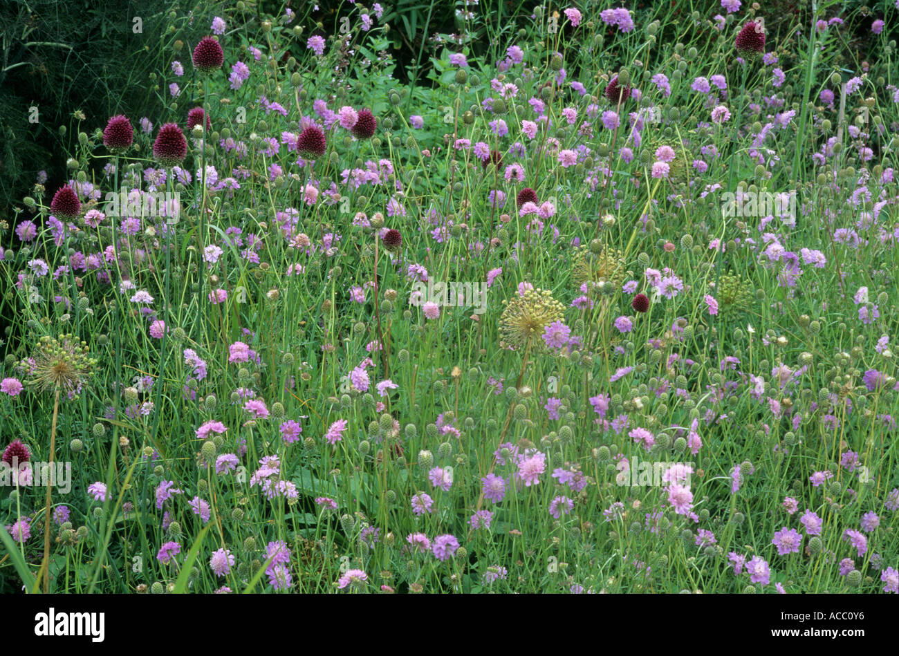 La Scabiosa japonica var. alpina e Allium sphaerocephalon, Pensthorpe Millenium giardino, Norfolk, Designer Piet Oudolf Foto Stock