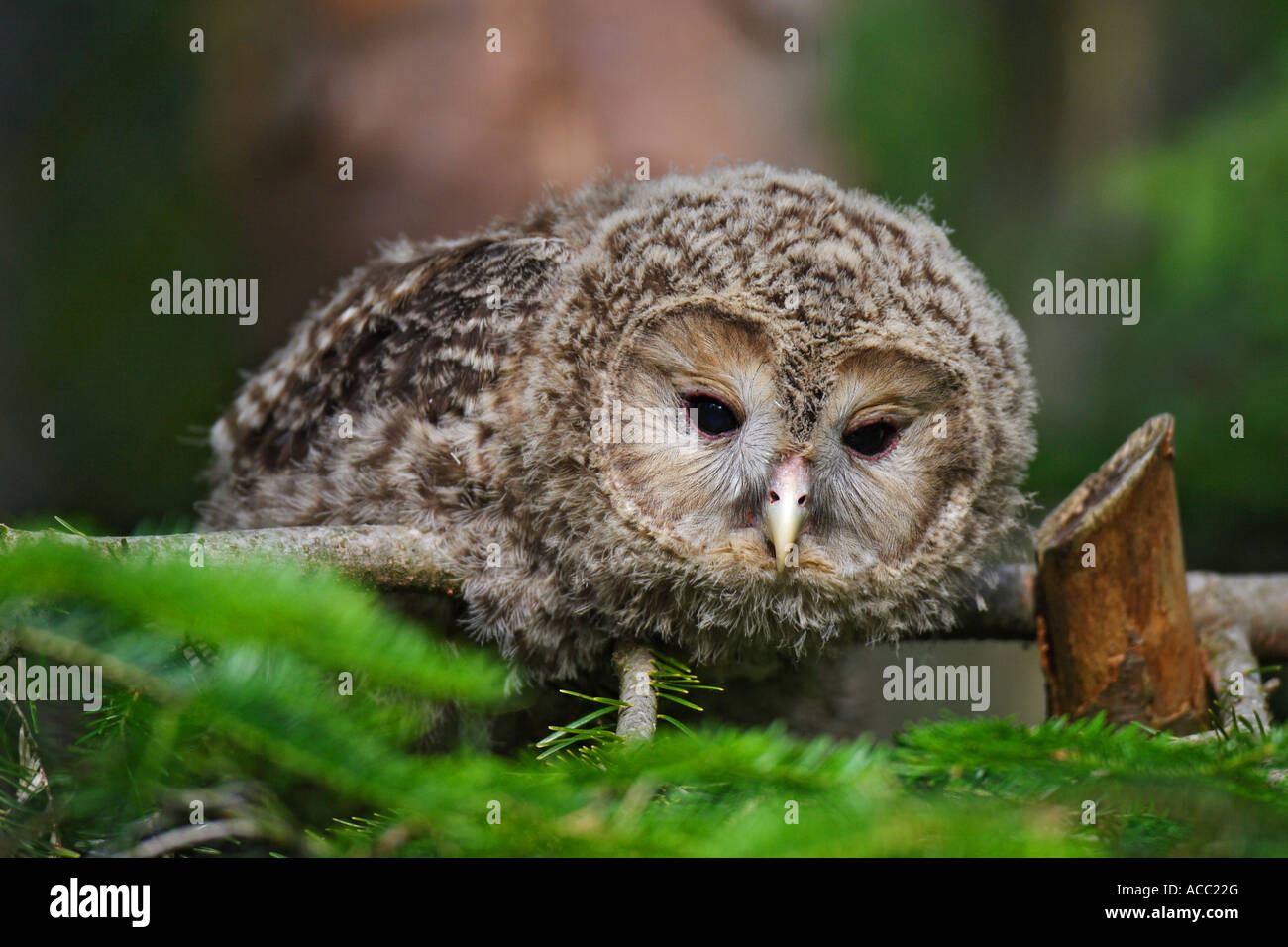 Habichtskauz juv., Strix uralensis (juvenil) Foto Stock