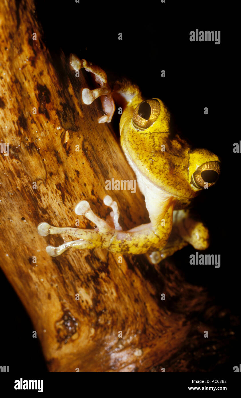 Cuban Raganella Osteopilus septentrionalis Bahamas Foto Stock