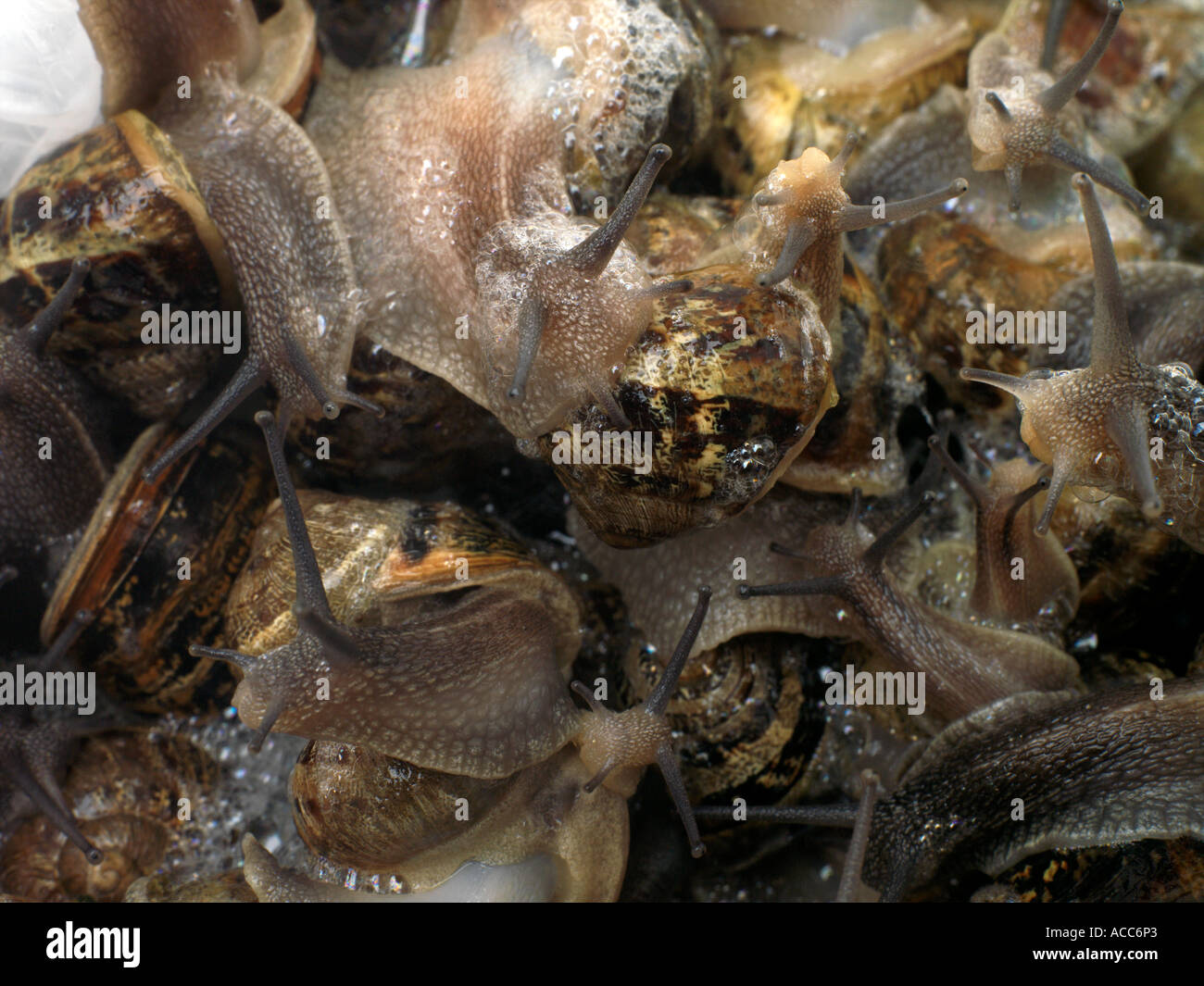 Massa di lumache con mucose argenteo Foto Stock