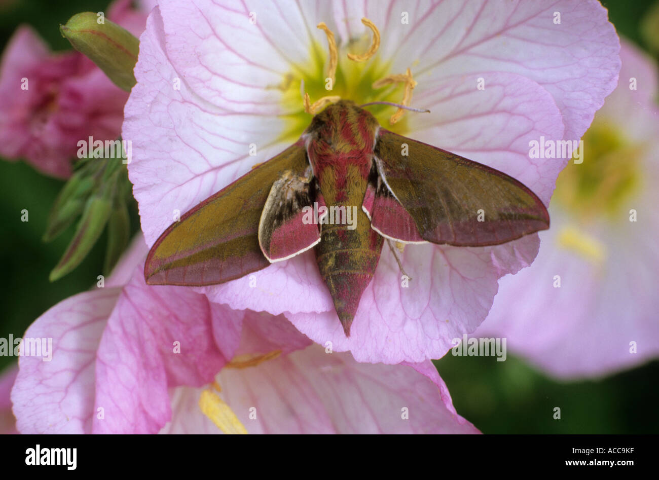 Elephant Hawk Moth sull Oenothera speciosa 'Siskiyou', di insetto, Deilephila elpenor, la fauna selvatica nel giardino falene Foto Stock