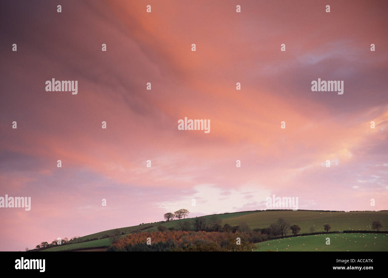 Cielo rosa al tramonto vicino a Crediton, metà Devon, Inghilterra, Regno Unito Foto Stock