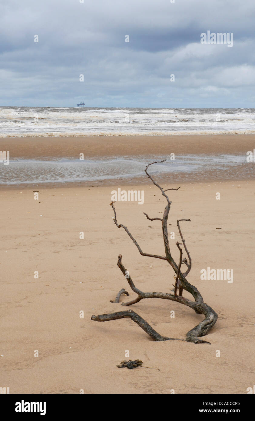 Driftwood sul Formby Beach sulla costa nord ovest dell'Inghilterra Foto Stock