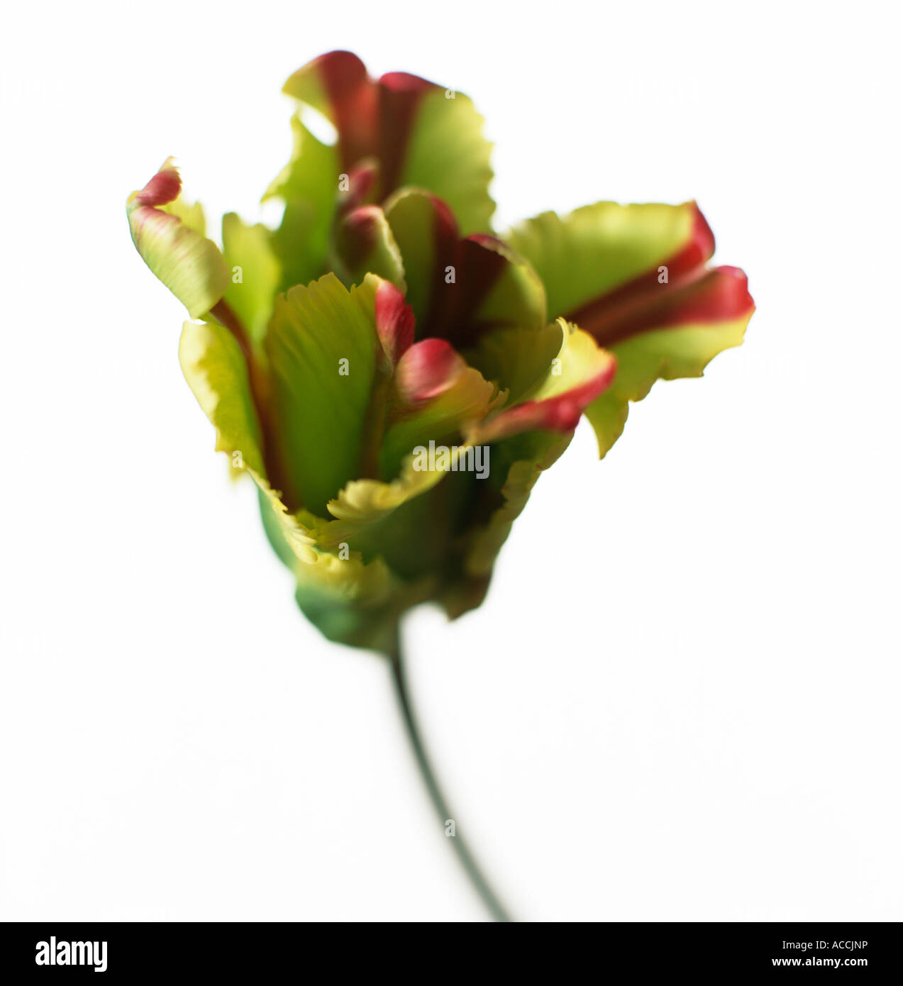 Una striata tulip close-up. Foto Stock