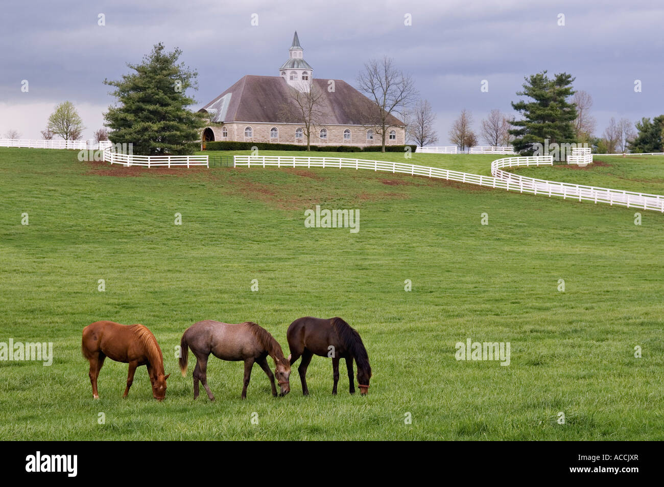 I cavalli purosangue il pascolo in pascolo Donamire cavallo fattoria vicino a Lexington Kentucky Foto Stock
