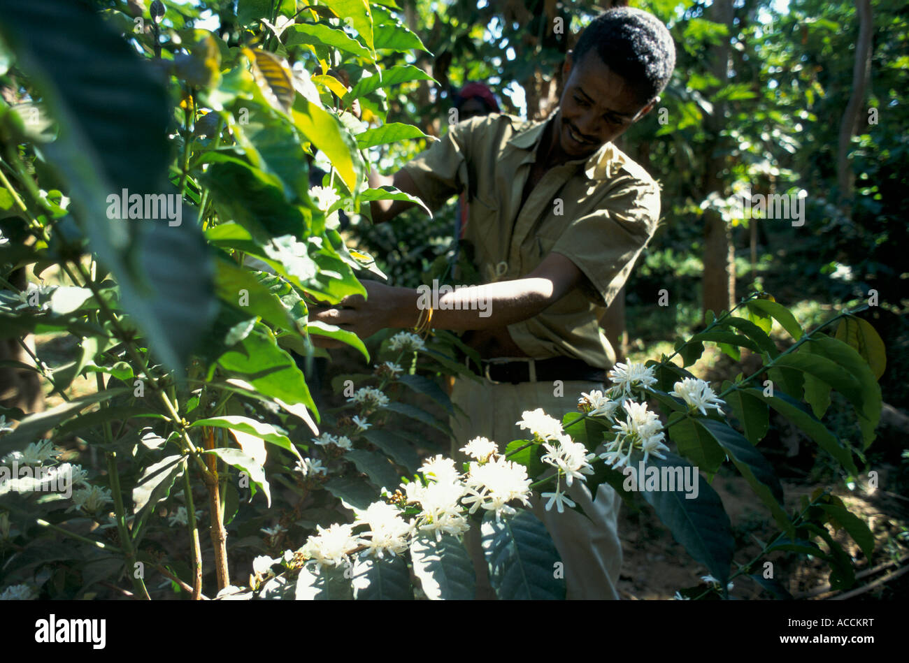 Un etiope coltivatore di caffè con un caffè di fioritura bush. Foto Stock