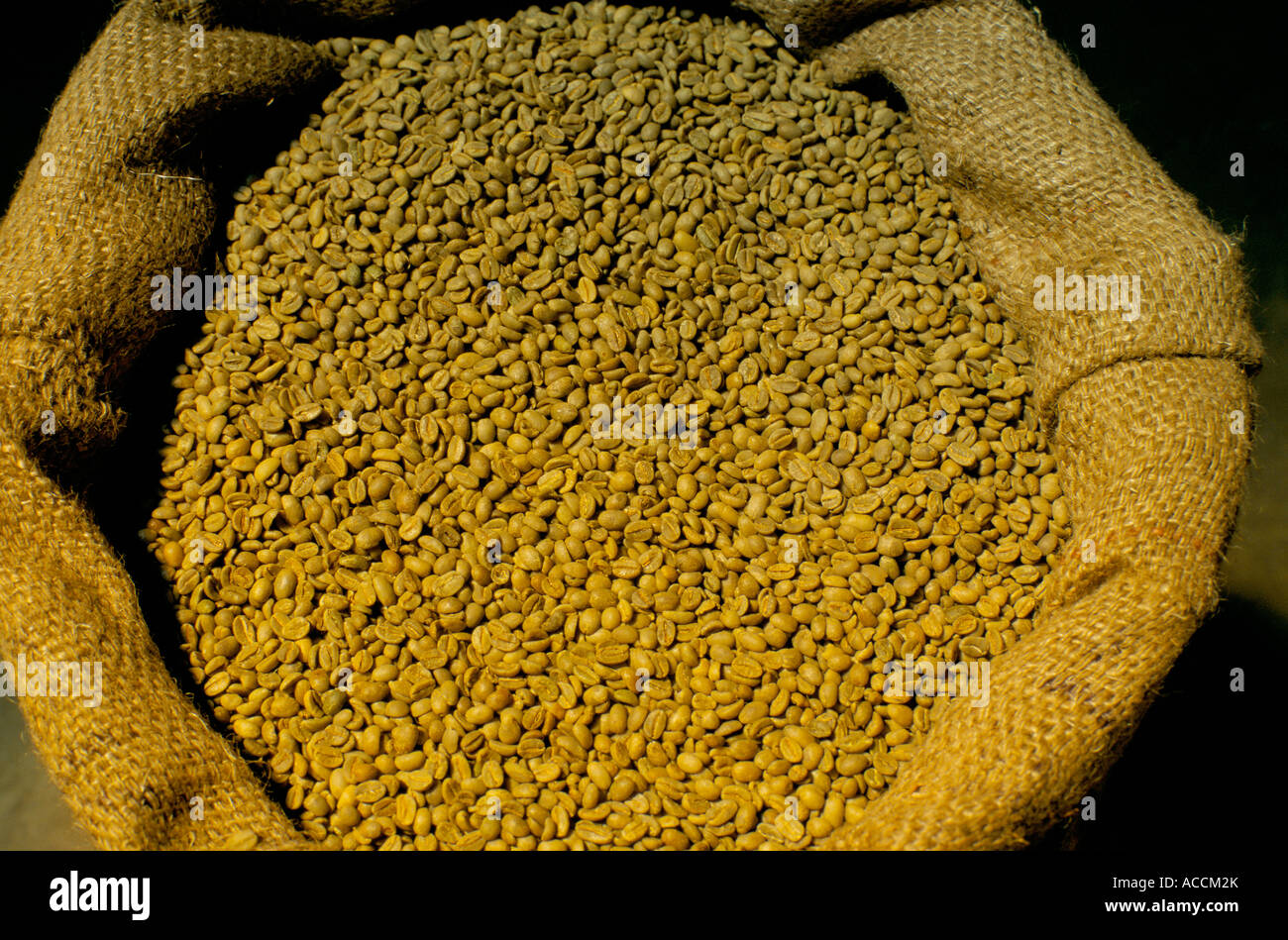 Un 60kg sacco di iuta di verde etiope i chicchi di caffè pronto per l'esportazione. Foto Stock