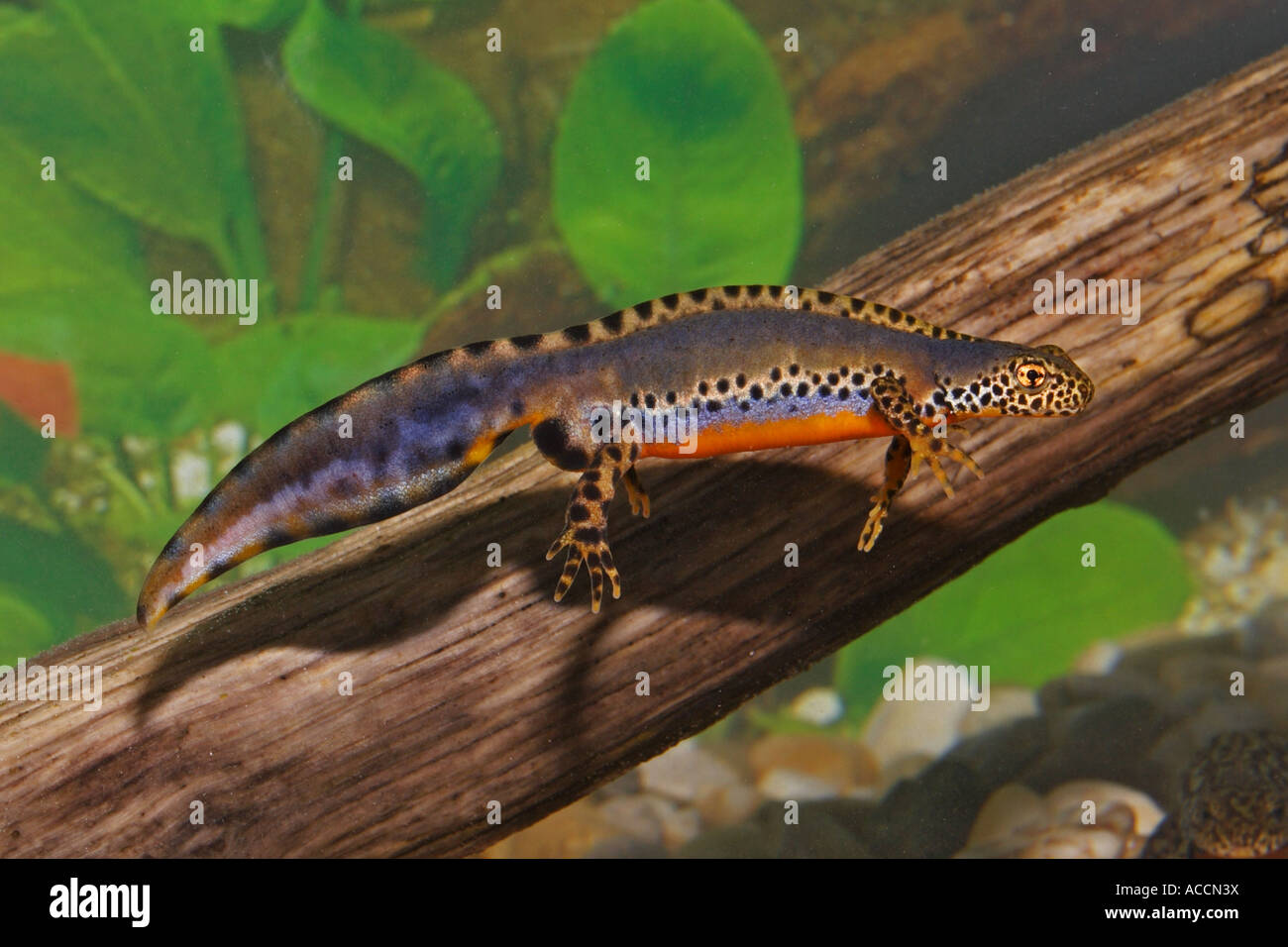 Bergmolch (Männchen), Triturus alpestris (maschio) Foto Stock