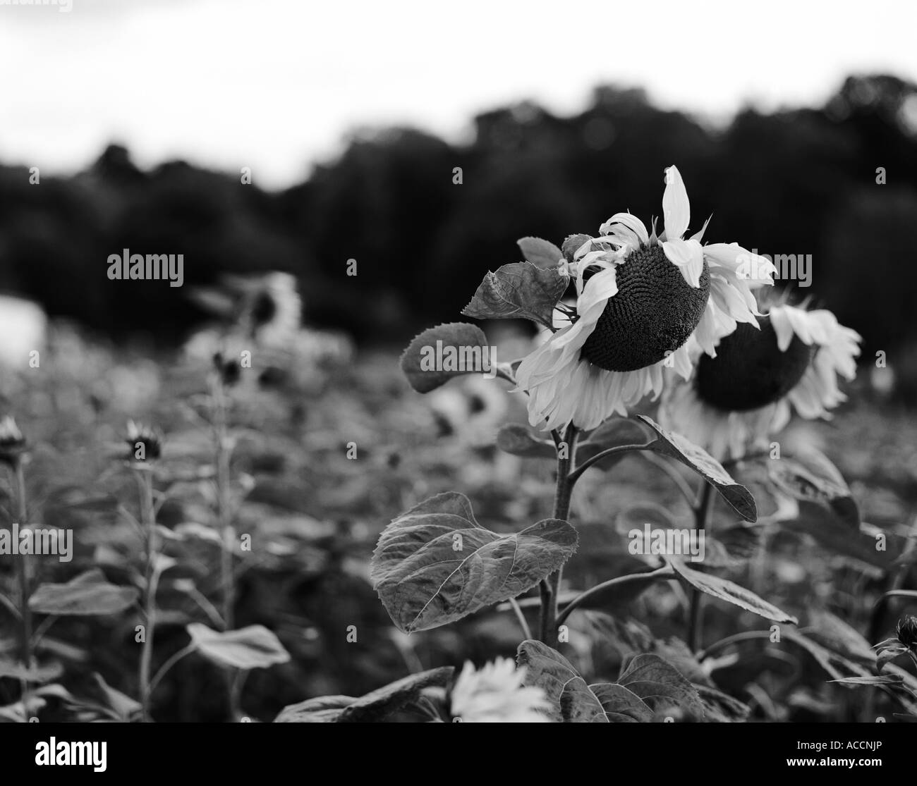 Un campo di semi di girasole. Foto Stock
