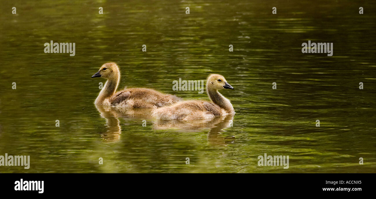 Libro d'oca termina, goslings, baby oche, di schiena. Foto Stock