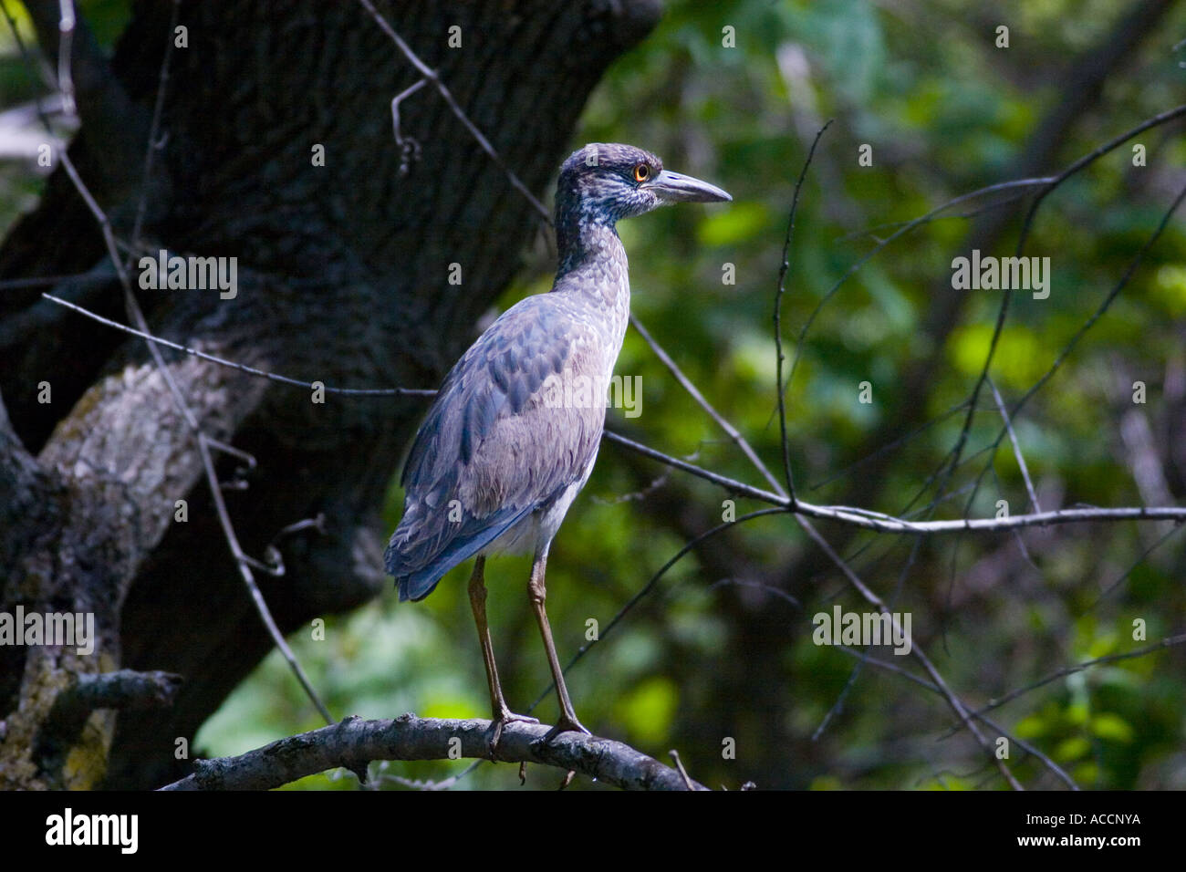 Blue Bird dei boschi Foto Stock