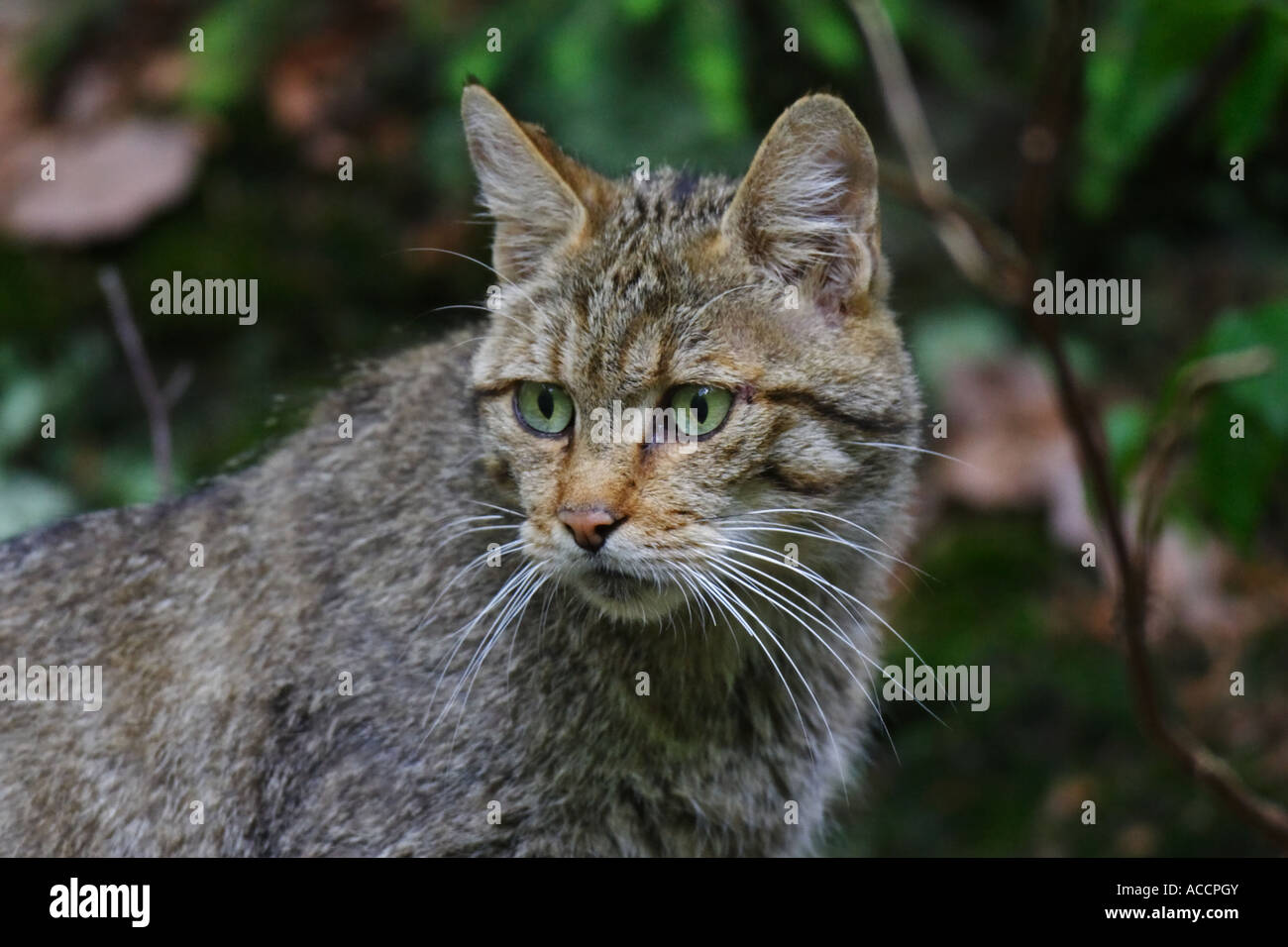 Wildkatze, gatto selvatico, Felis silvestris Foto Stock