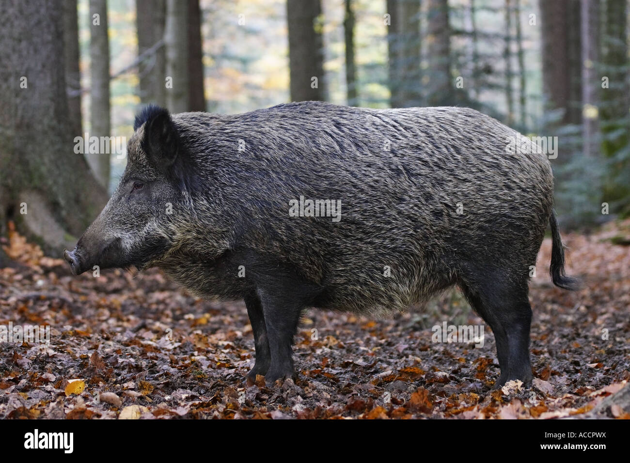 Wildschwein, Sus scrofa Foto Stock