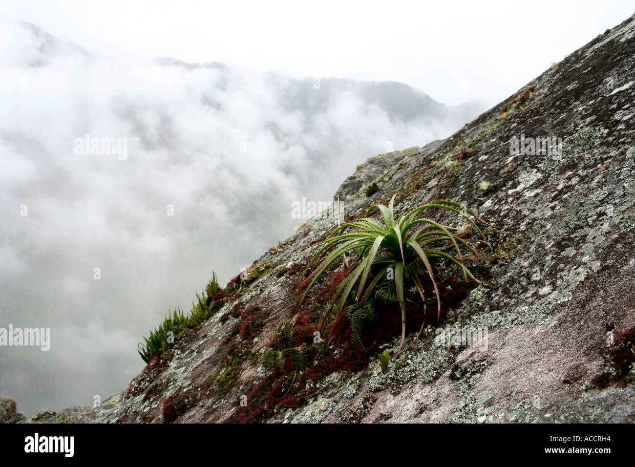 Pianta selvatica in fiore crescente sul Machu Pichu sito, Perù Foto Stock