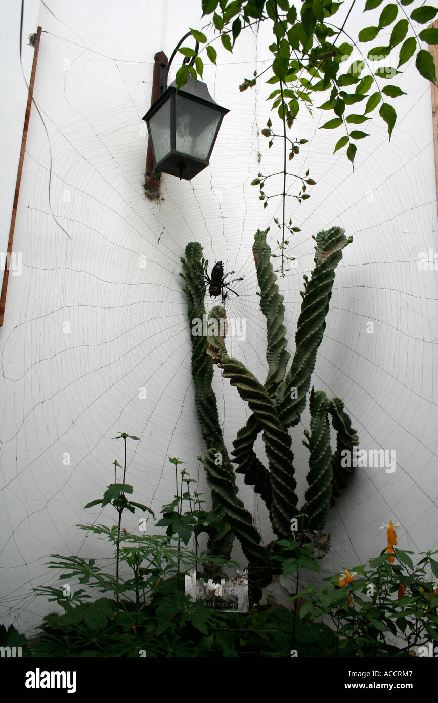 Giardino urbano: cactus e fake spider, Salta, Argentina Foto Stock