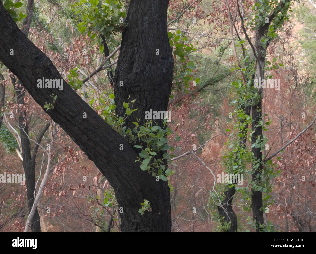 Tronco di fire danneggiato albero che mostra una nuova crescita, Halls Gap, il Parco Nazionale di Grampians, victoria, Australia. Foto Stock
