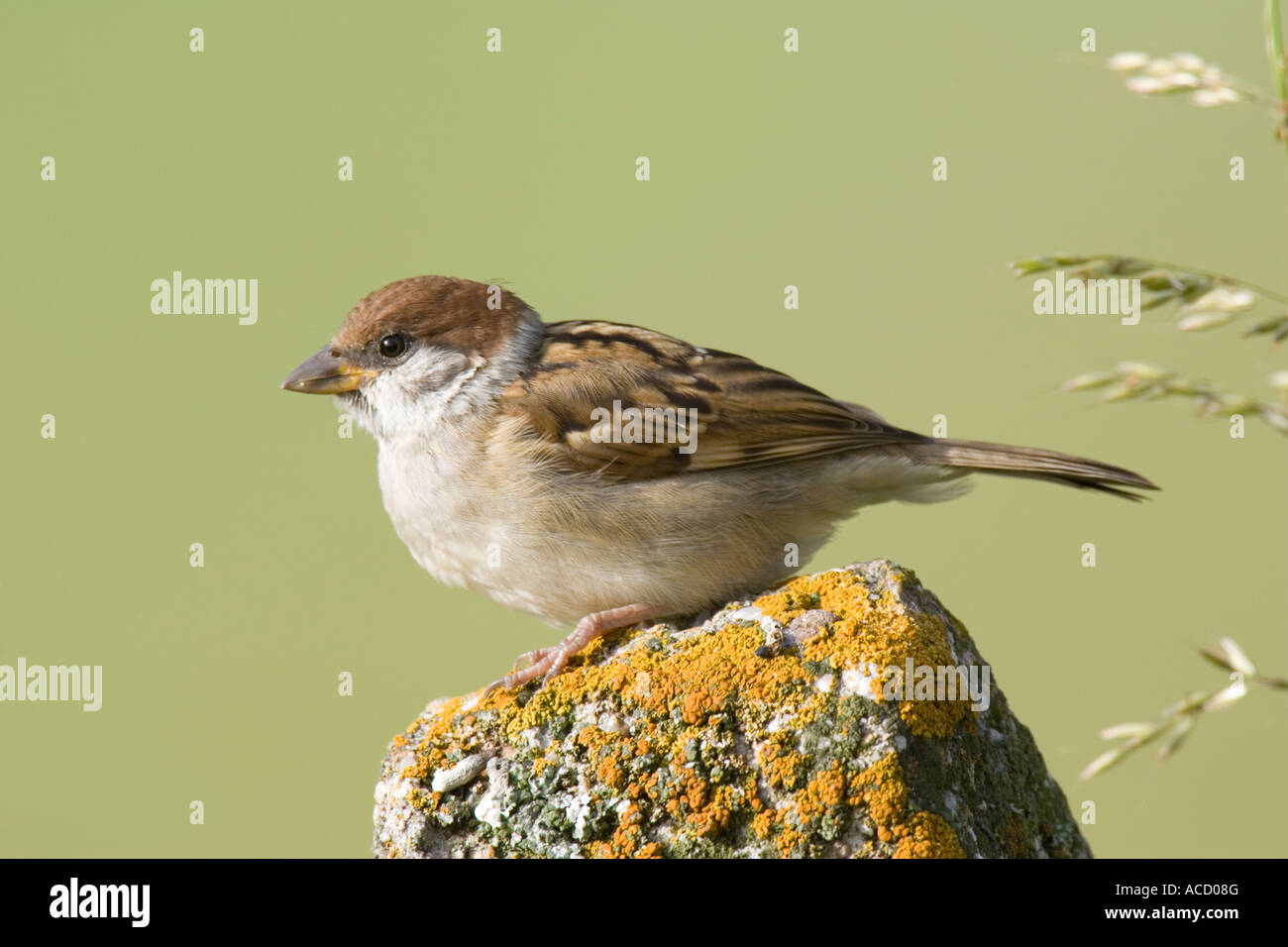Eurasian Tree Sparrow arroccato su un lichene-coperta palo da recinzione Foto Stock