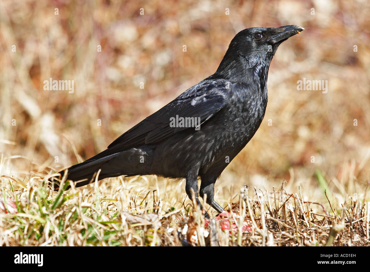 Rabenkrähe, Corvus corone Foto Stock