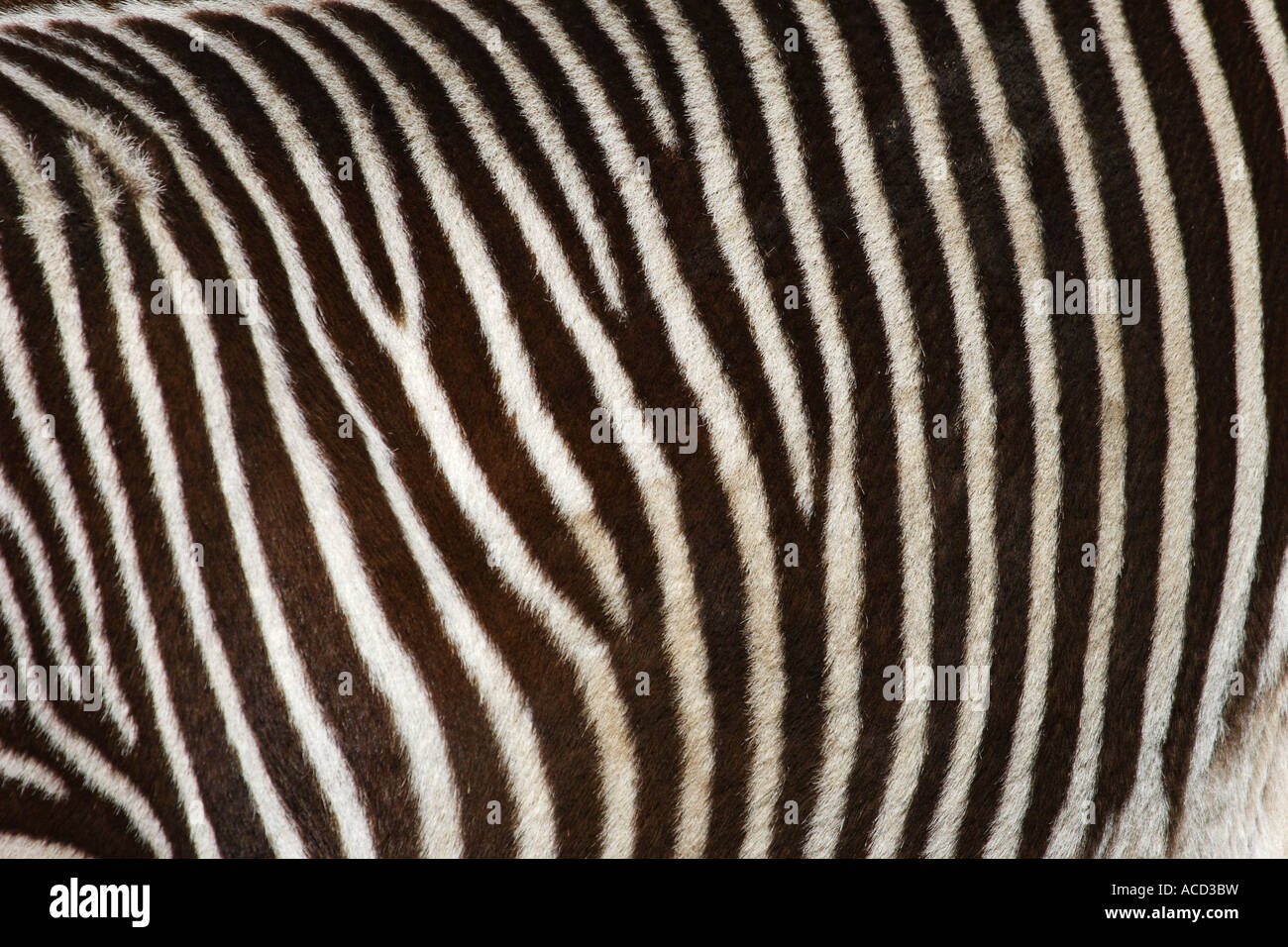 Zebra, primo piano Foto Stock