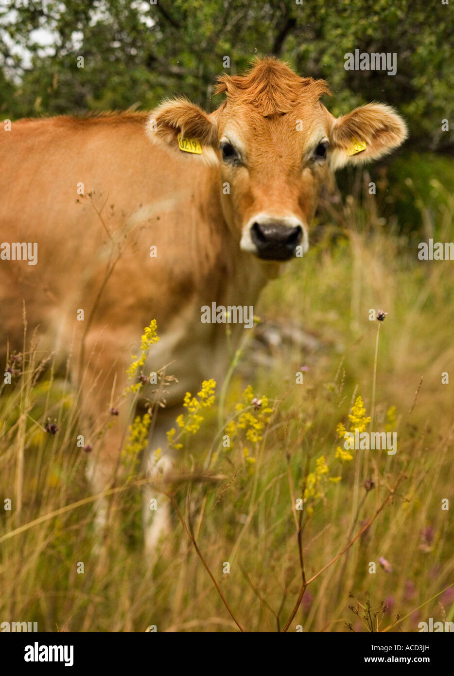 Una mucca nell'erba. Foto Stock